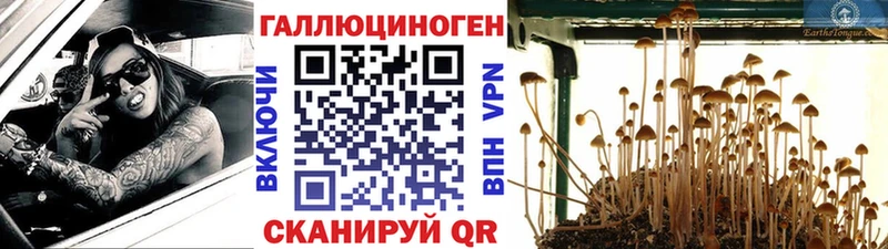 Псилоцибиновые грибы Cubensis  Судогда 